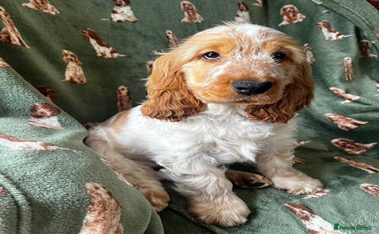 Cocker Spaniel dogs - Advert 2