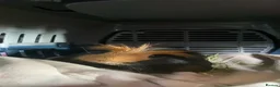 Guinea Pig rodents for sale: Guinea pigs for selling - Advert 2