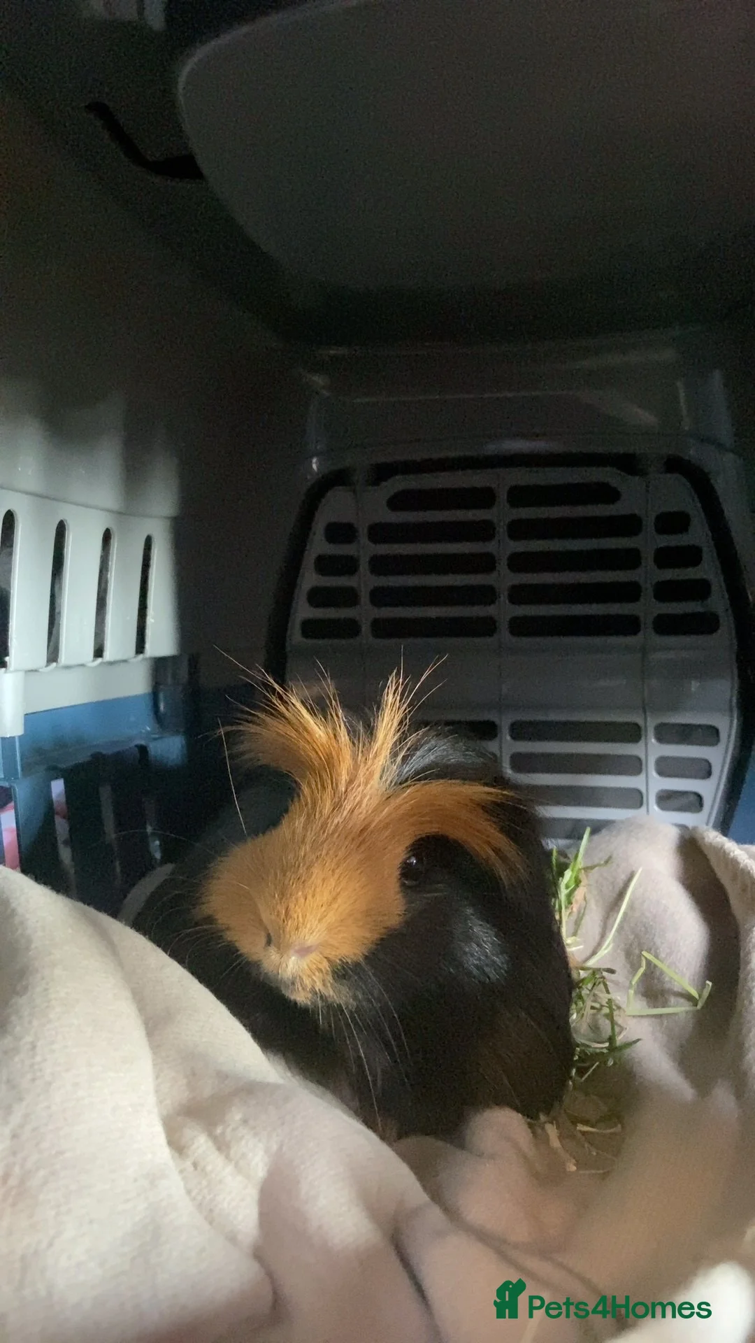 Guinea Pig rodents for sale: Guinea pigs for selling - Advert 2