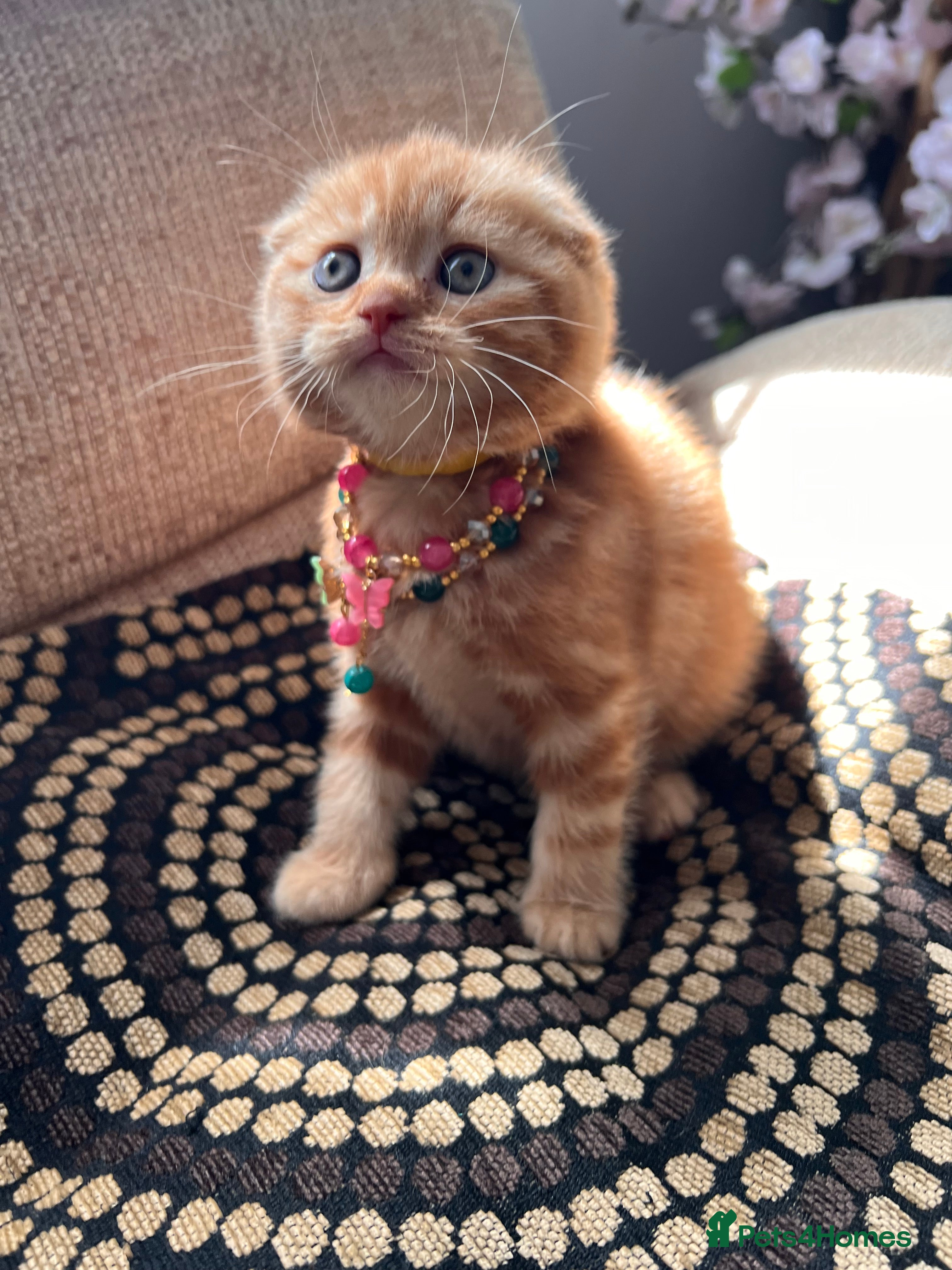 Scottish Fold Kitten 4