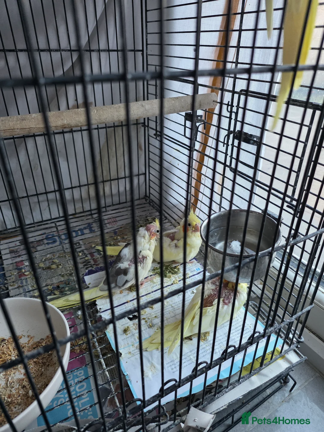 Mixed Breed birds for sale: Lovely colours babies - Advert 3