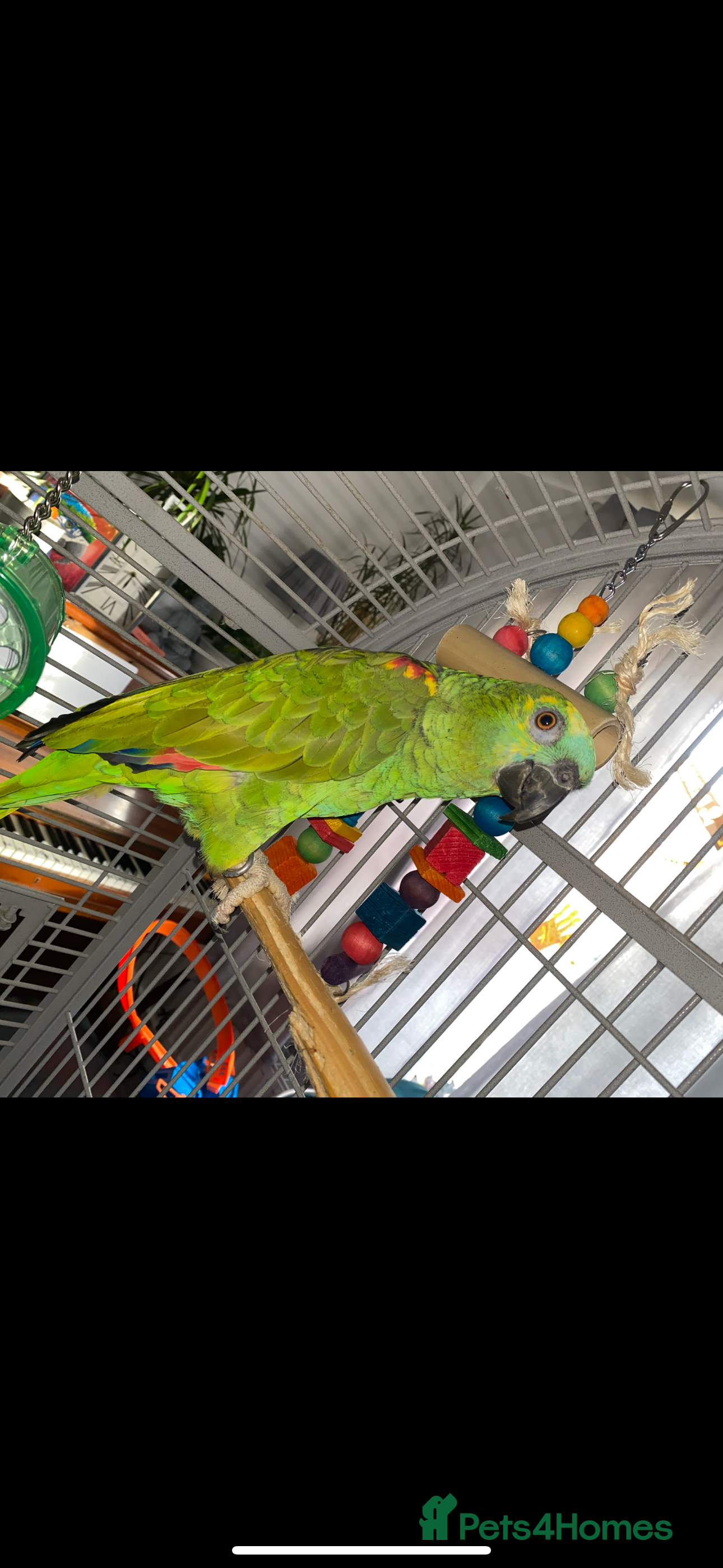 Parrots birds Blue Fronted Amazon  - Advert 3