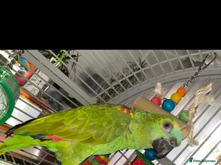 Parrots birds Blue Fronted Amazon - Advert 3