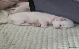 Ragdoll cats for sale: Lilac lynx ragdoll so special - Image 17