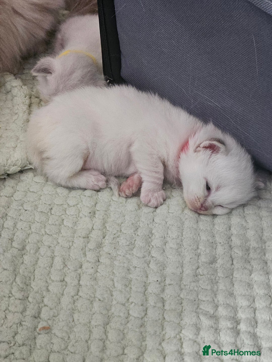 Ragdoll cats for sale: Lilac lynx ragdoll so special - Image 17