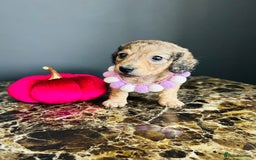 Miniature Dachshund dogs for sale: Cream Litter 5 Star Breeder ⭐️⭐️⭐️⭐️⭐️  - Image 29
