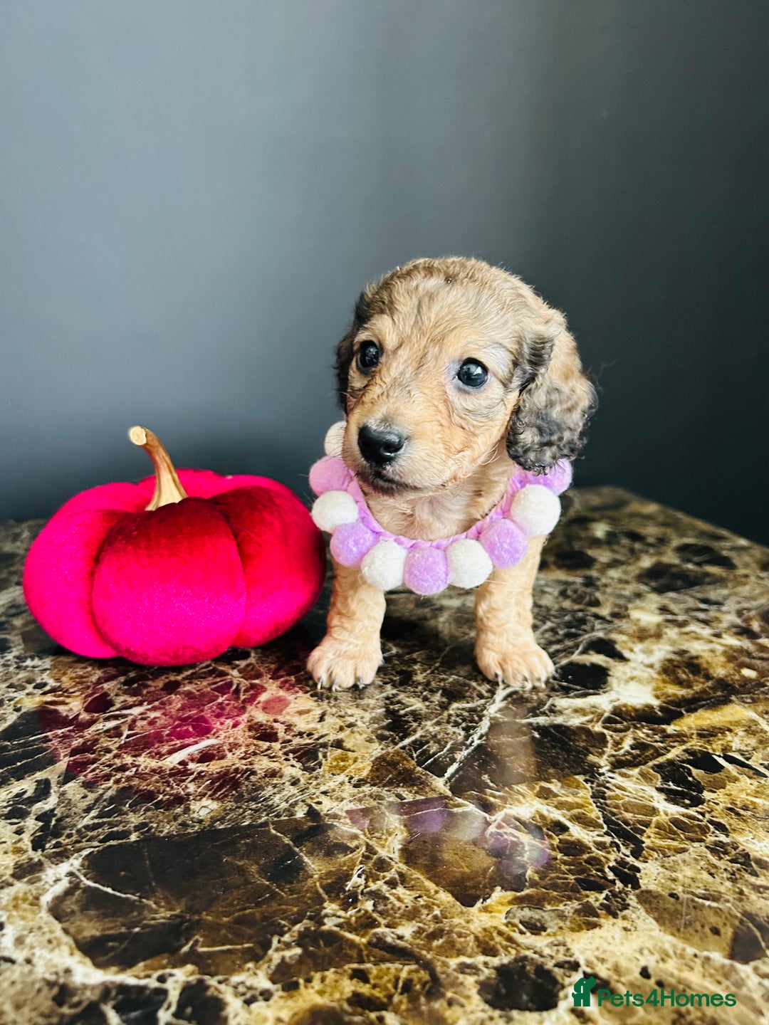 Miniature Dachshund dogs for sale: Cream Litter 5 Star Breeder ⭐️⭐️⭐️⭐️⭐️  - Image 29