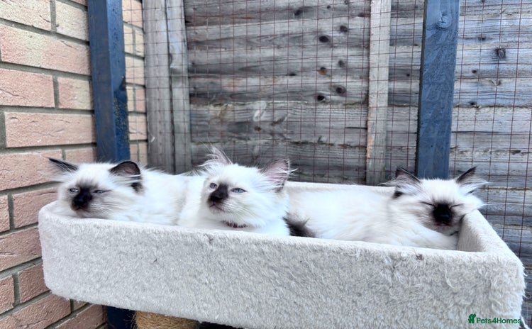 Ragdoll cats - Advert 14