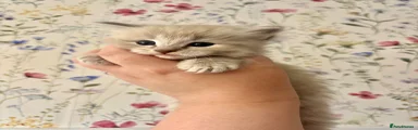 Ragdoll 3