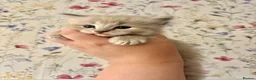 Ragdoll cats for sale: Marvellous mink babies  - Advert 12