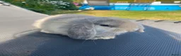 Mini Lop rabbits for sale: gorgeous mini lops  £65 - Advert 3