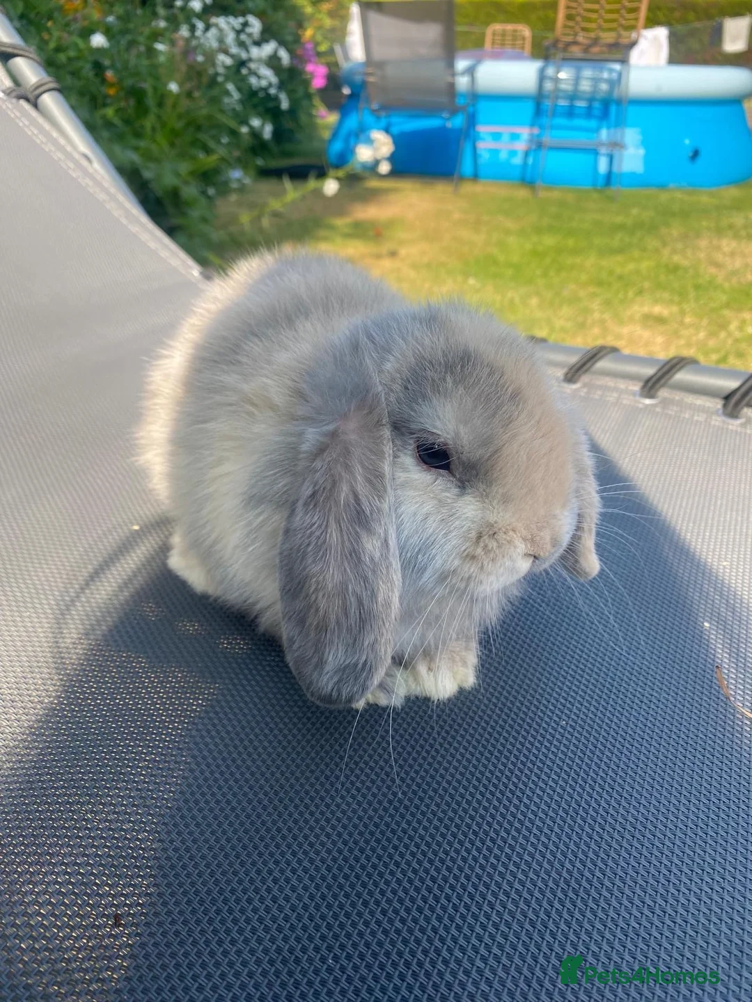Mini Lop rabbits for sale: gorgeous mini lops  £65 - Advert 3