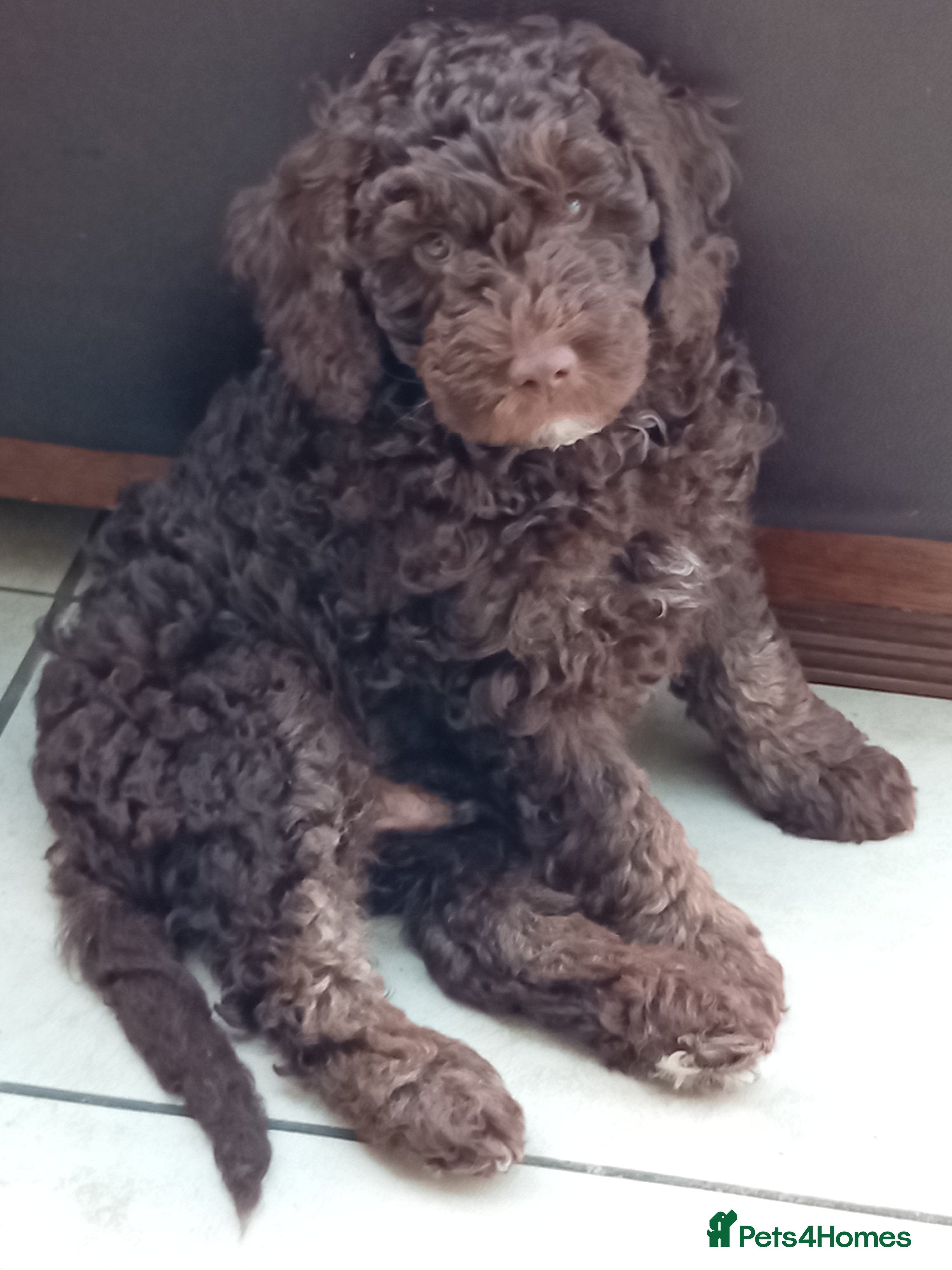 Goldendoodle dogs Adorable Miniature Double Doodle puppies  - Advert 2