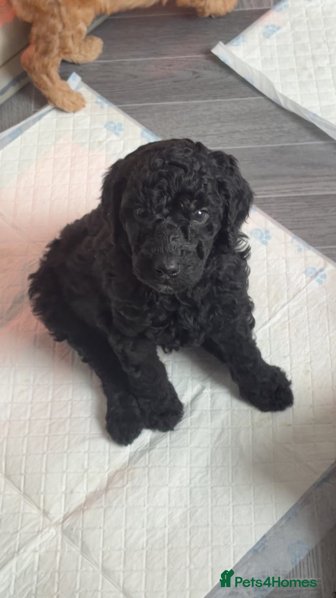 Standard Poodle dogs for sale: KC Registered standard poodle puppies  - Advert 11