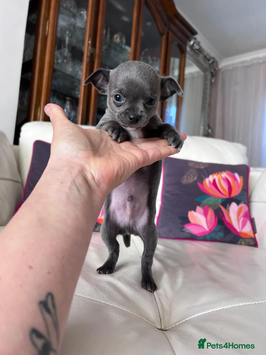 Chihuahua dogs for sale: Beautiful Chihuahua Puppies for Sale - Advert 2