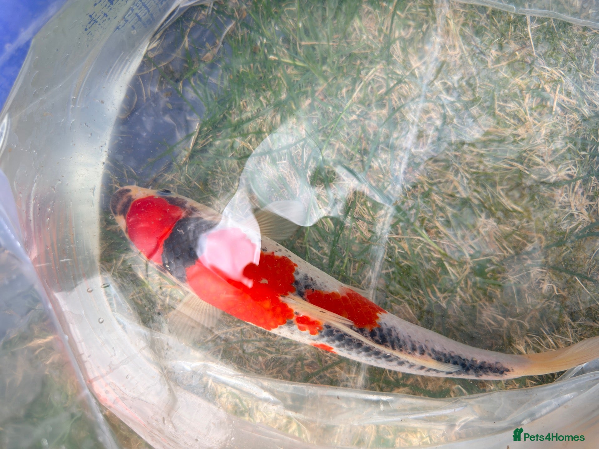 Koi Carp fish Japanese Koi Carp & Colourful Goldfish - 15 fish - Advert 1
