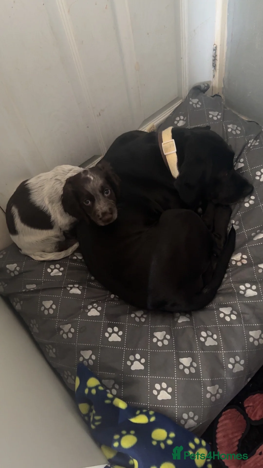 Sprocker dogs for sale: 10 month old sprocker spaniel  - Advert 2