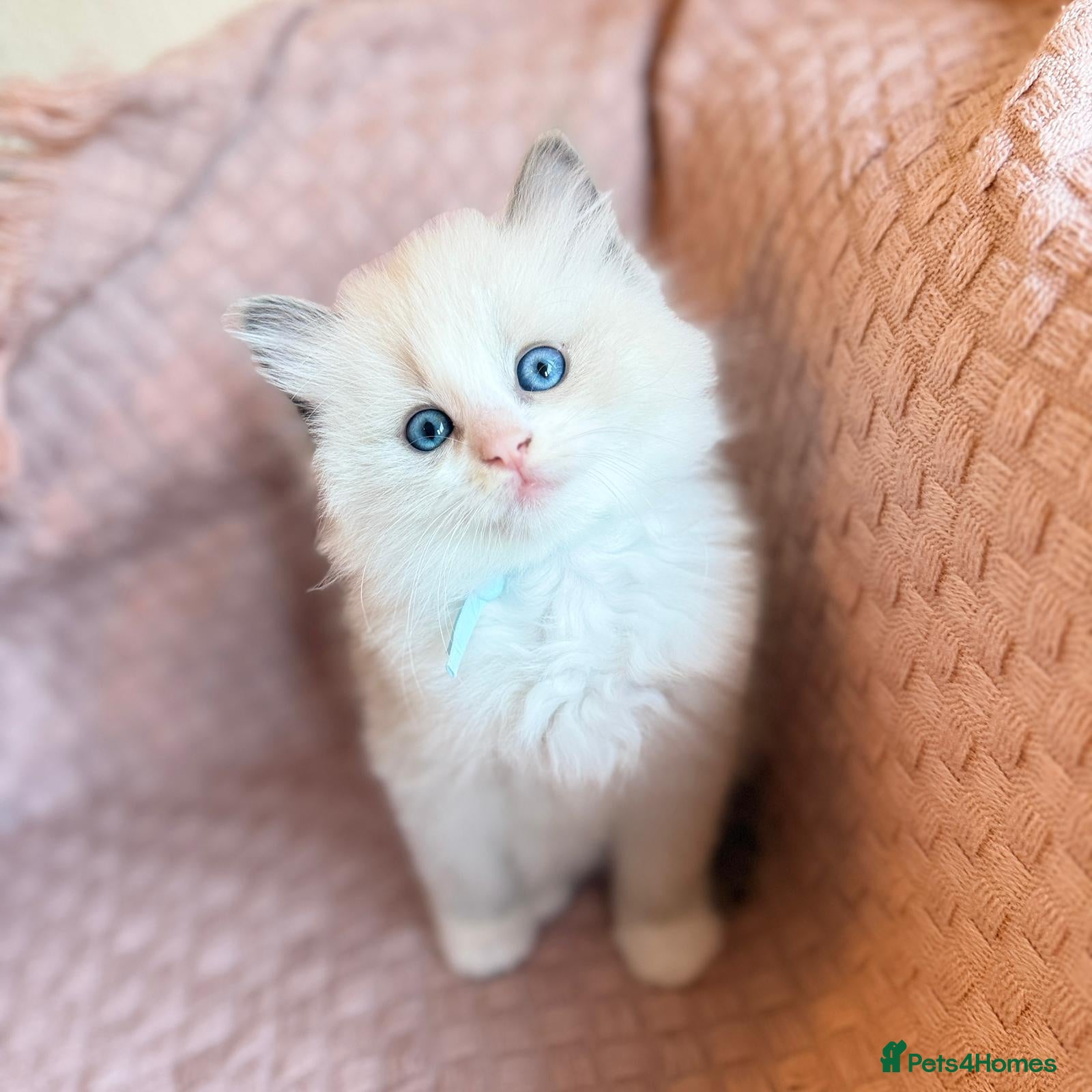 Ragdoll cats Ragdoll  kitten  - Advert 2