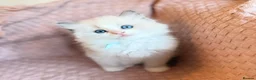 Ragdoll cats for sale: Ragdoll  kitten  in Wisbech - Advert 1