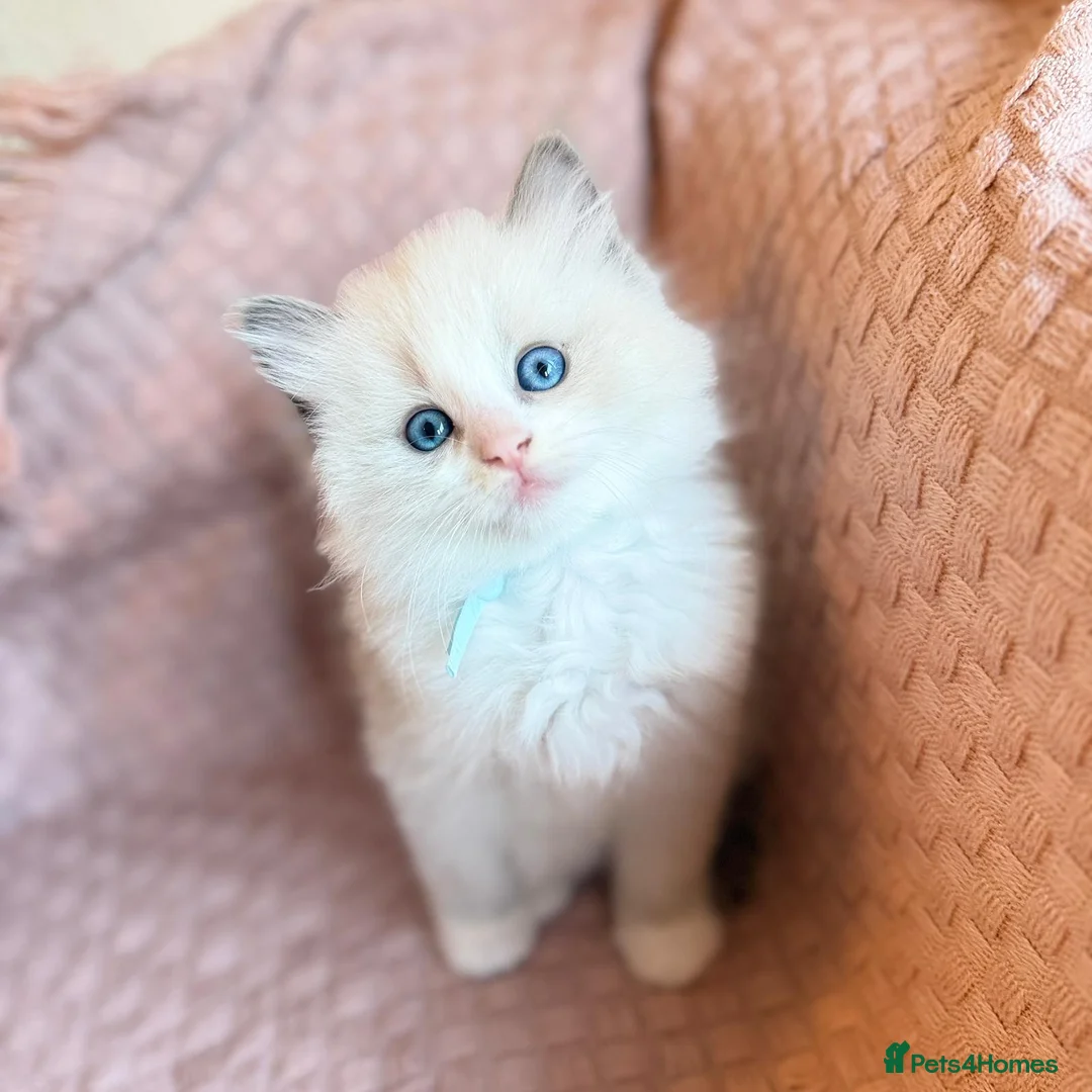 Ragdoll cats for sale: Ragdoll  kitten  in Wisbech - Advert 1