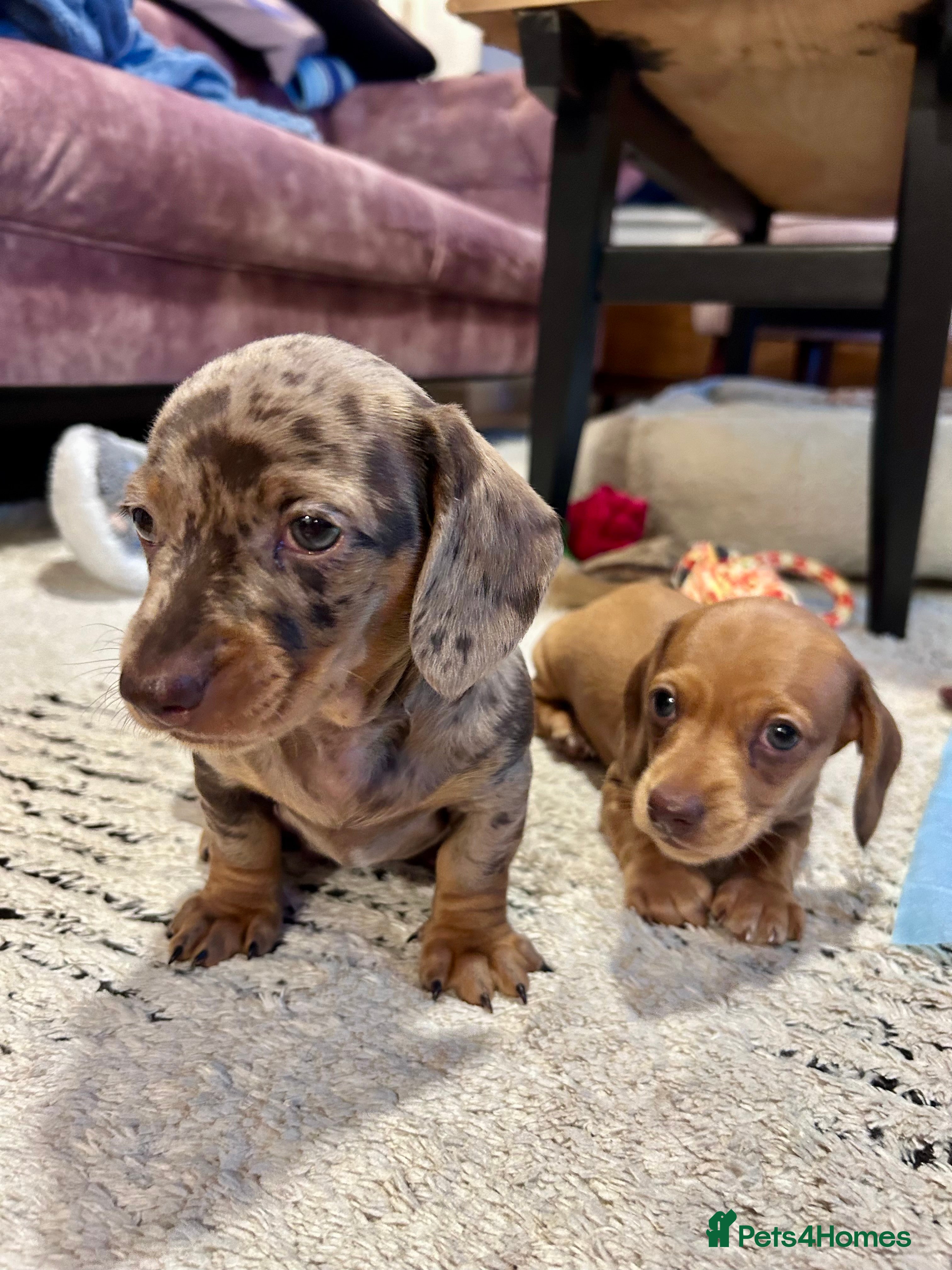 Miniature Dachshund dogs 2 Smooth Coat Mini Dachshund Puppies - ready 20.03 - Advert 7