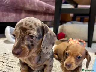 Miniature Dachshund dogs 2 Smooth Coat Mini Dachshund Puppies - ready 20.03 - Advert 7