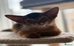 Abyssinian cats for sale: Champion Line Abyssinian Kittens - Reserve Today! - Image 4
