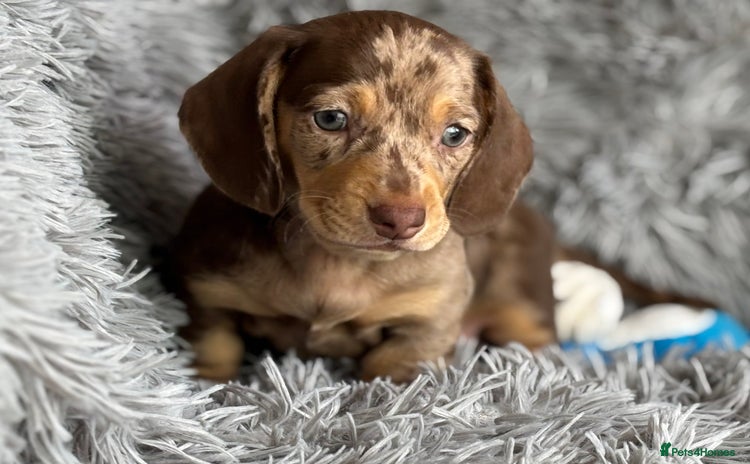 Miniature Dachshund dogs - Advert 3