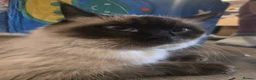 Ragdoll cats for sale: Colour point kittens  - Advert 22