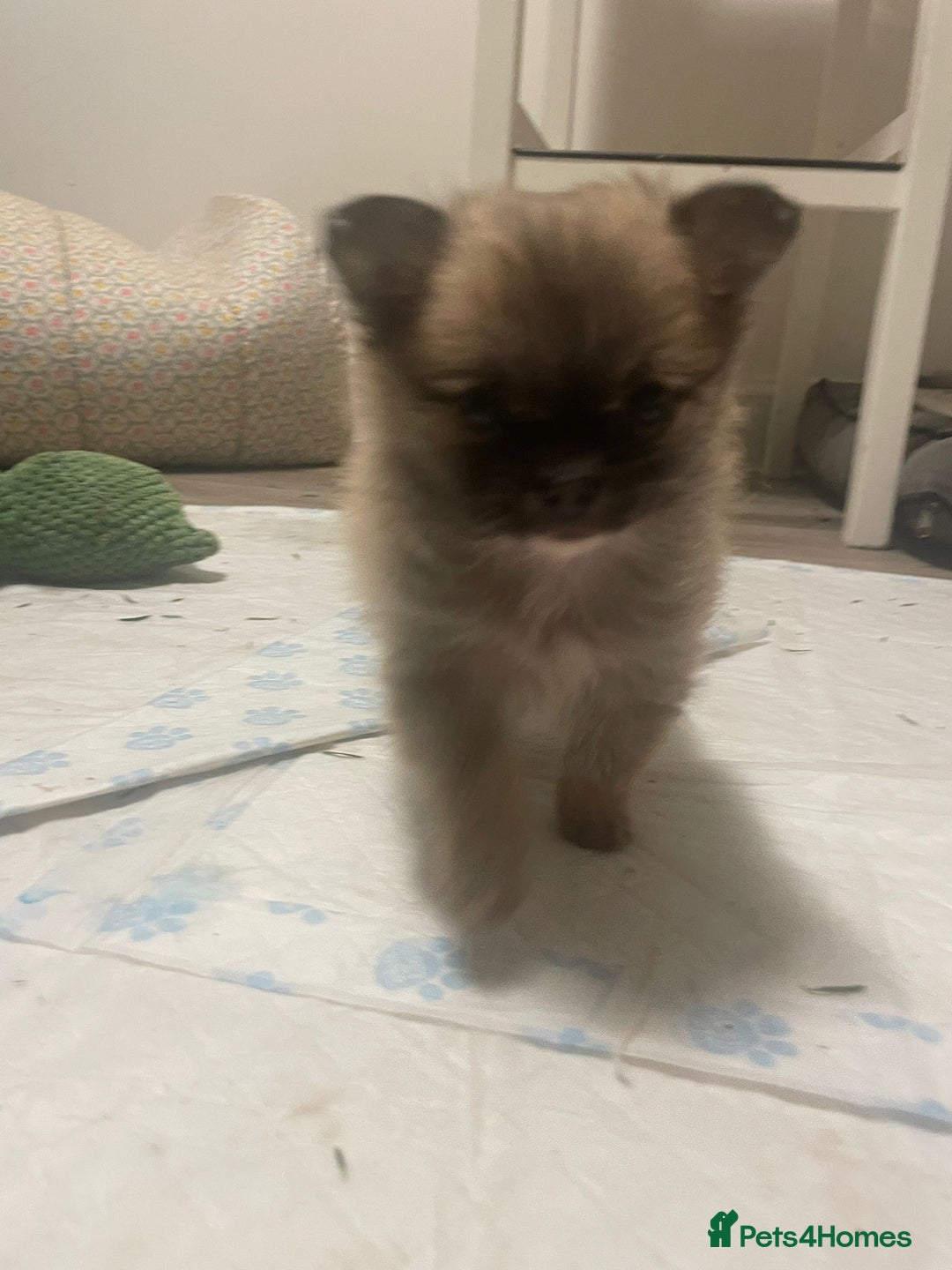 Chihuahua dogs for sale: Pocket size longhaired Beautiful Chihuahua Girl - Advert 8