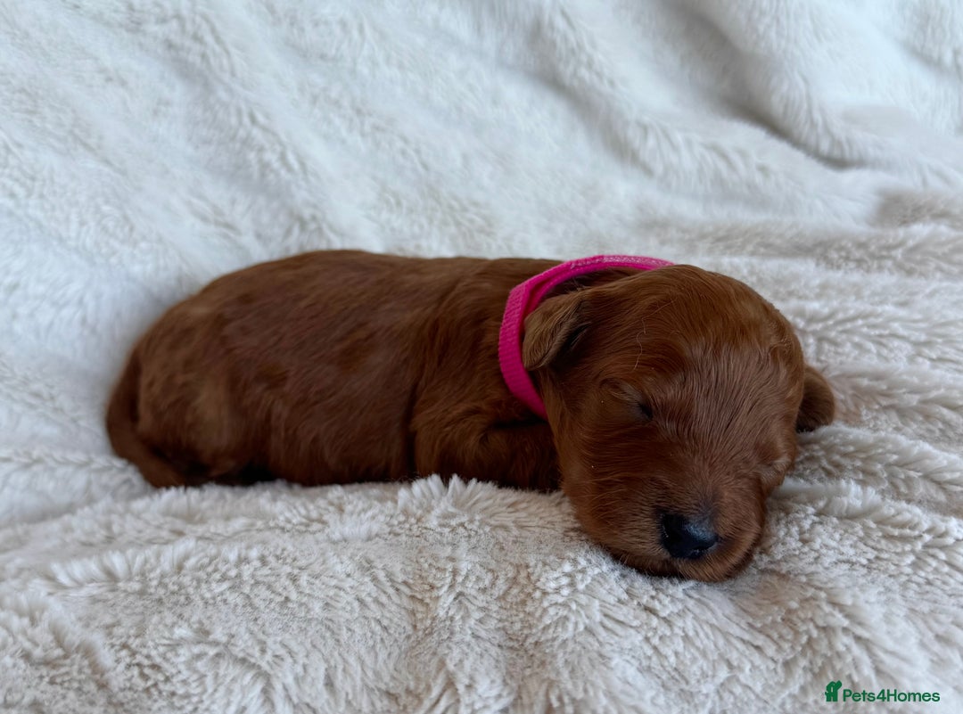 Cavapoo dogs for sale: Beautiful Red F1b Cavapoo Puppies - Image 12