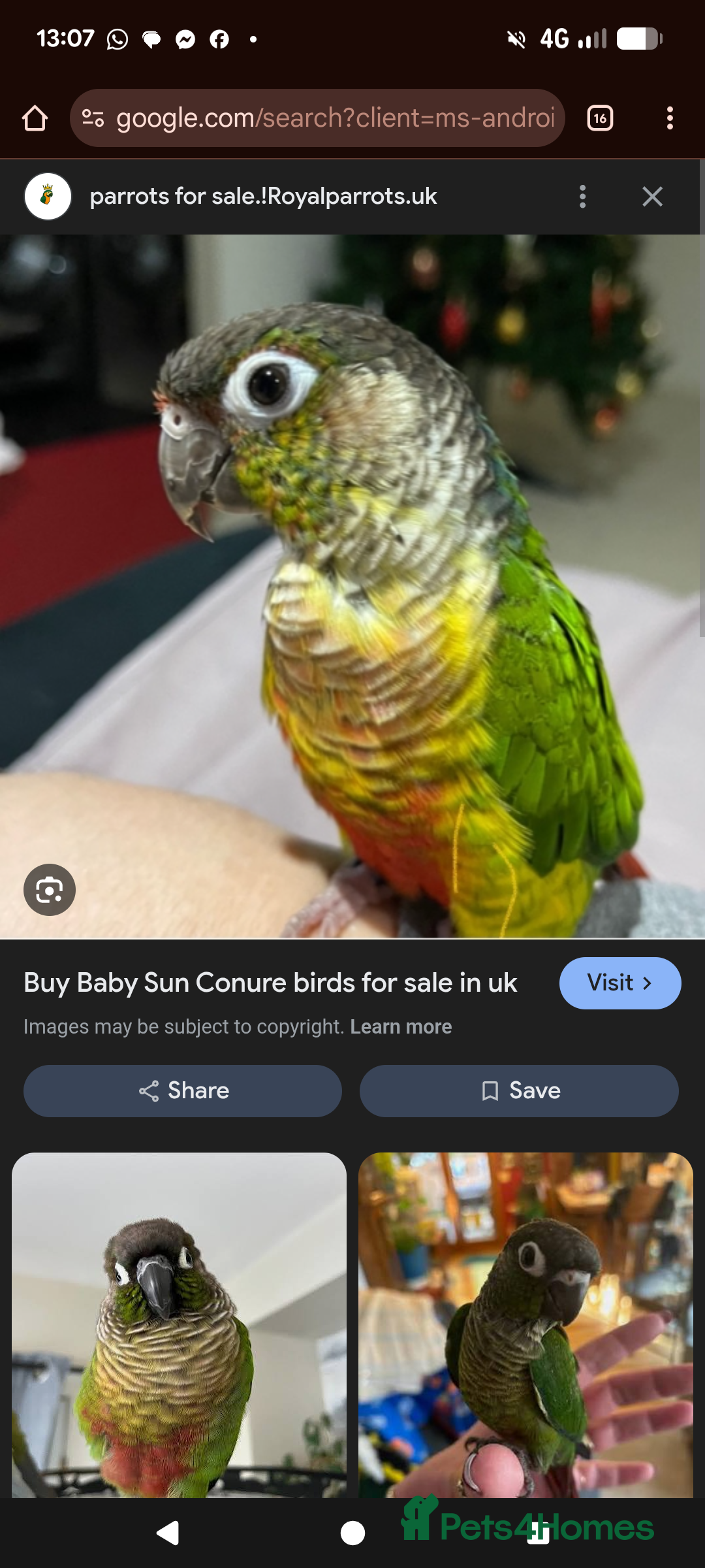 Conures birds for sale: Hand reared Baby male conure - Advert 2