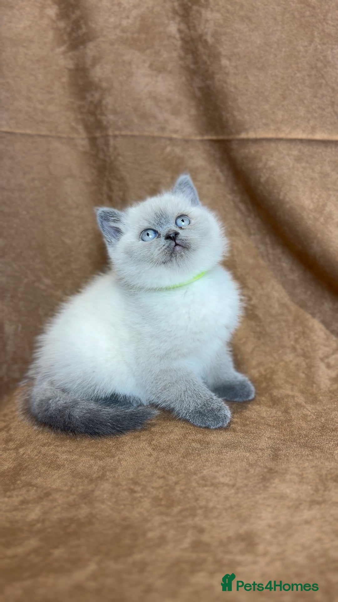 British Shorthair cats for stud: GCCF ACTIVE COLOURPOINT STUD in Ingatestone - Advert 5
