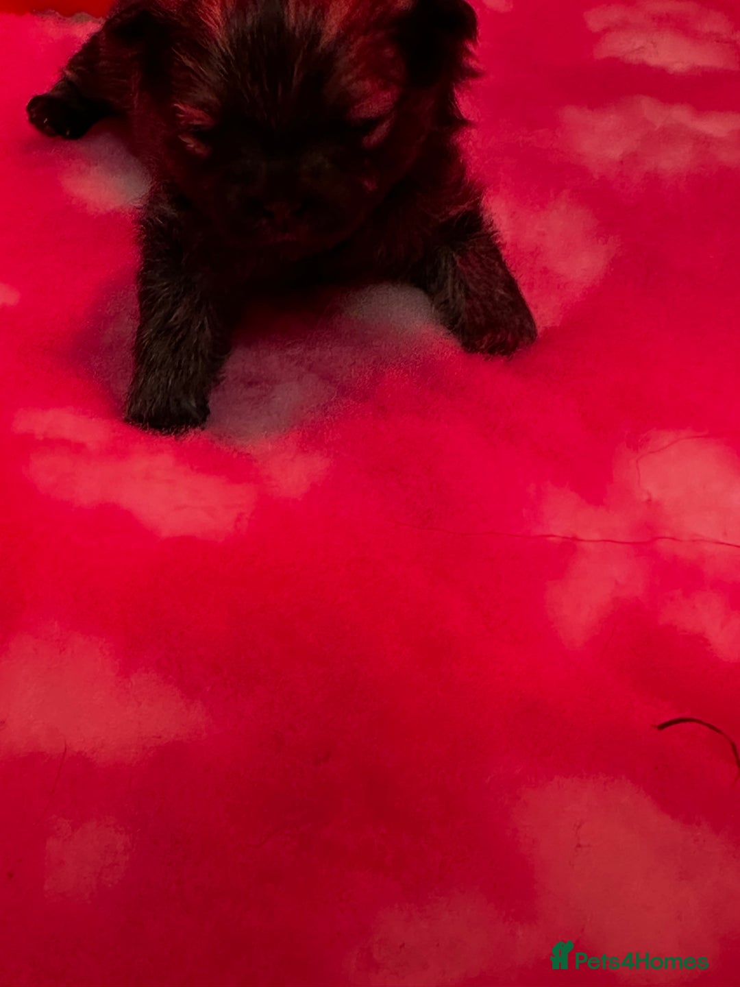 Pomeranian dogs for sale: GORGEOUS POMERANIAN PUPPIES 🐶🐶🐶🐶🐶 - Advert 32