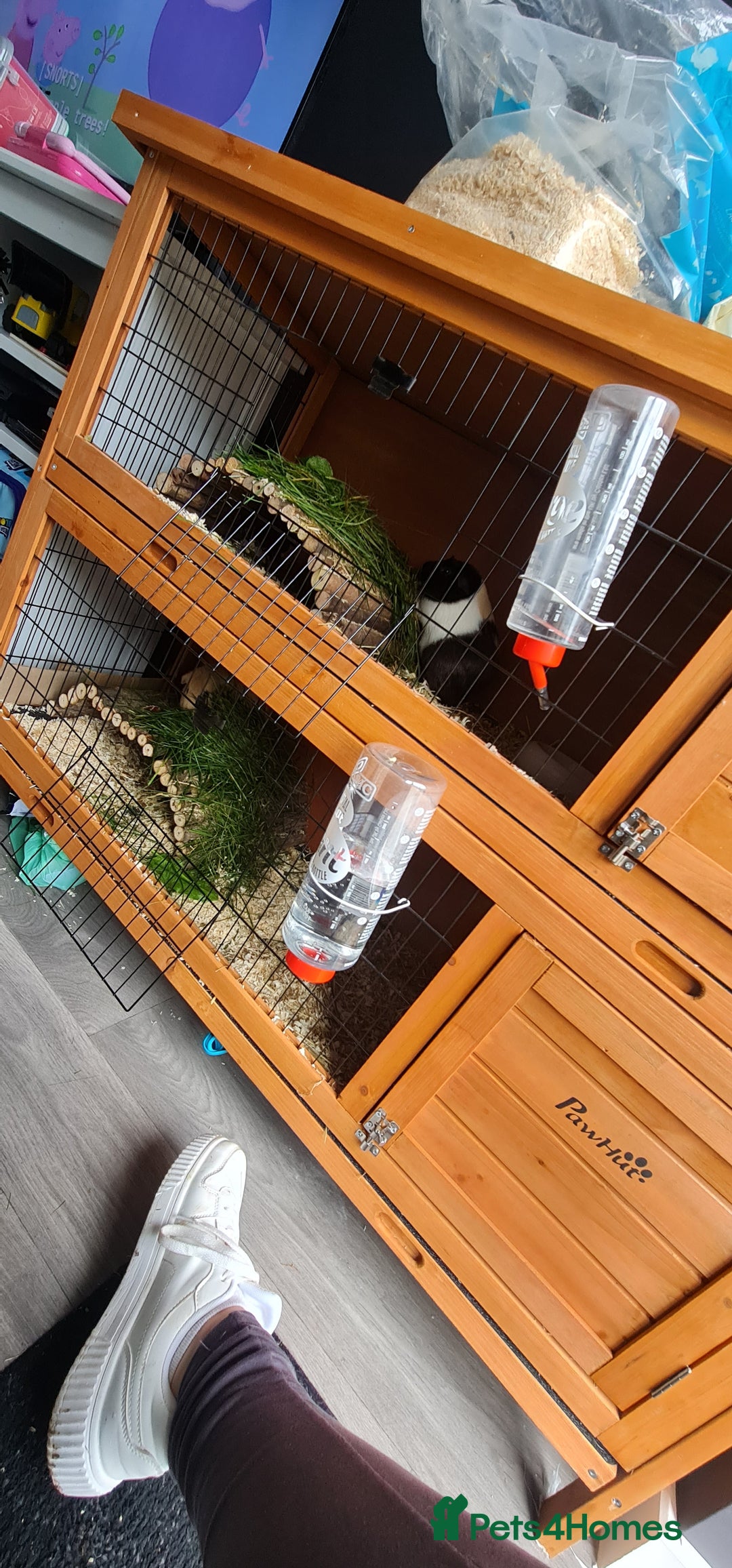 Guinea Pig rodents for sale: Two Guinea pigs with large double hutch and run - Image 8