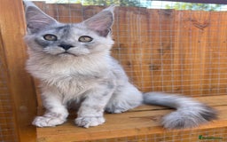 Maine Coon cats for sale: TICA Maine Coon girl female high black smoke  - Image 1