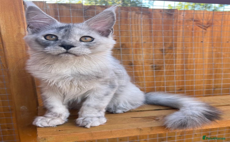 Maine Coon cats - Advert 12