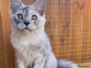 Maine Coon cats - Advert 14