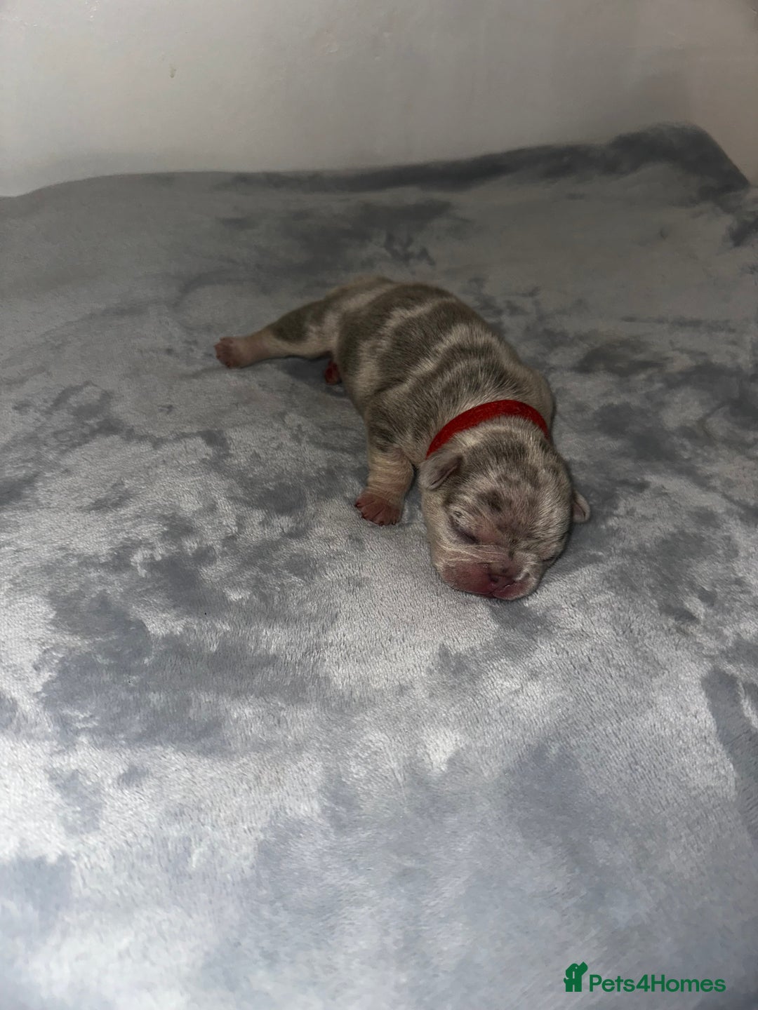 French Bulldog dogs for sale: DWKC French bulldog puppies - Advert 12