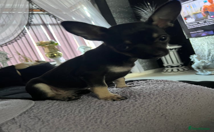 Chihuahua dogs - Advert 12