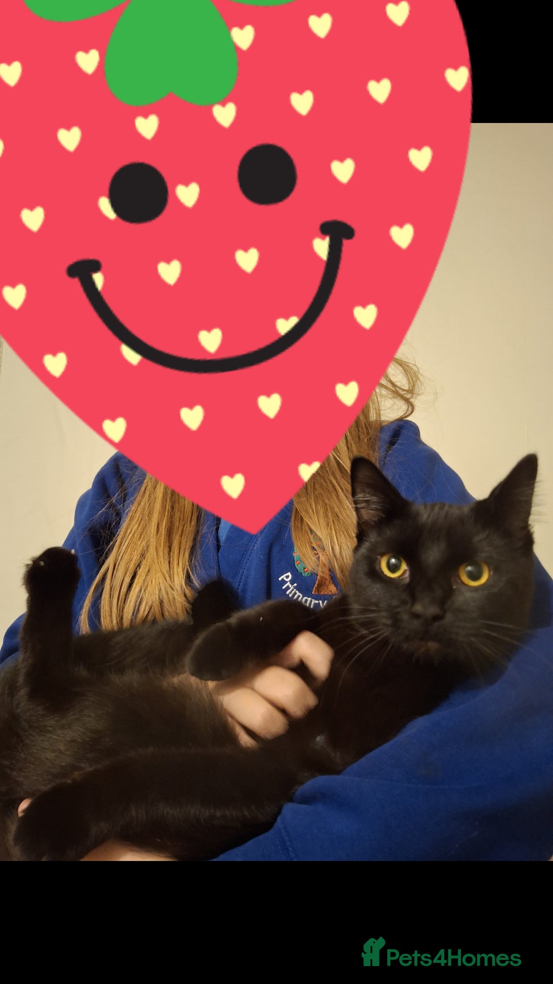 Domestic Shorthair cats for sale: Brother and sister cats - Image 1