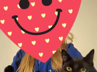 Domestic Shorthair cats for sale - Advert 1