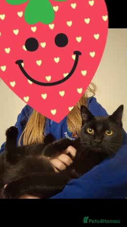 Domestic Shorthair cats - Advert 1