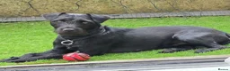 Patterdale Terrier dogs for sale: Bramble needs a new home - Advert 8