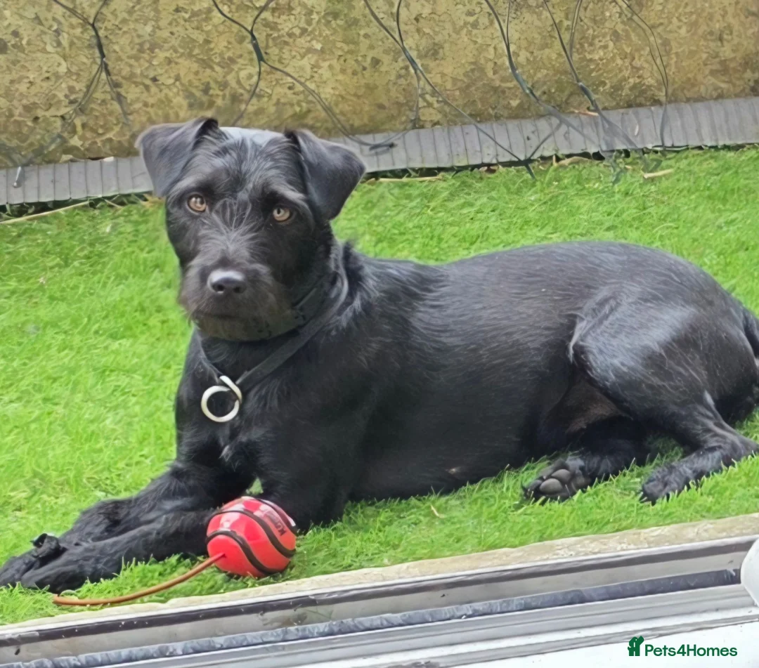Patterdale Terrier dogs for sale: Bramble needs a new home - Advert 8