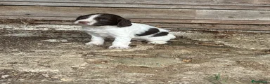 English Springer Spaniel 3