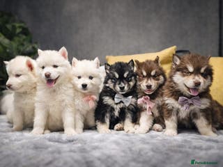 Siberian Husky dogs Wooly Siberian huskies - all Blue Eyes - Advert 11