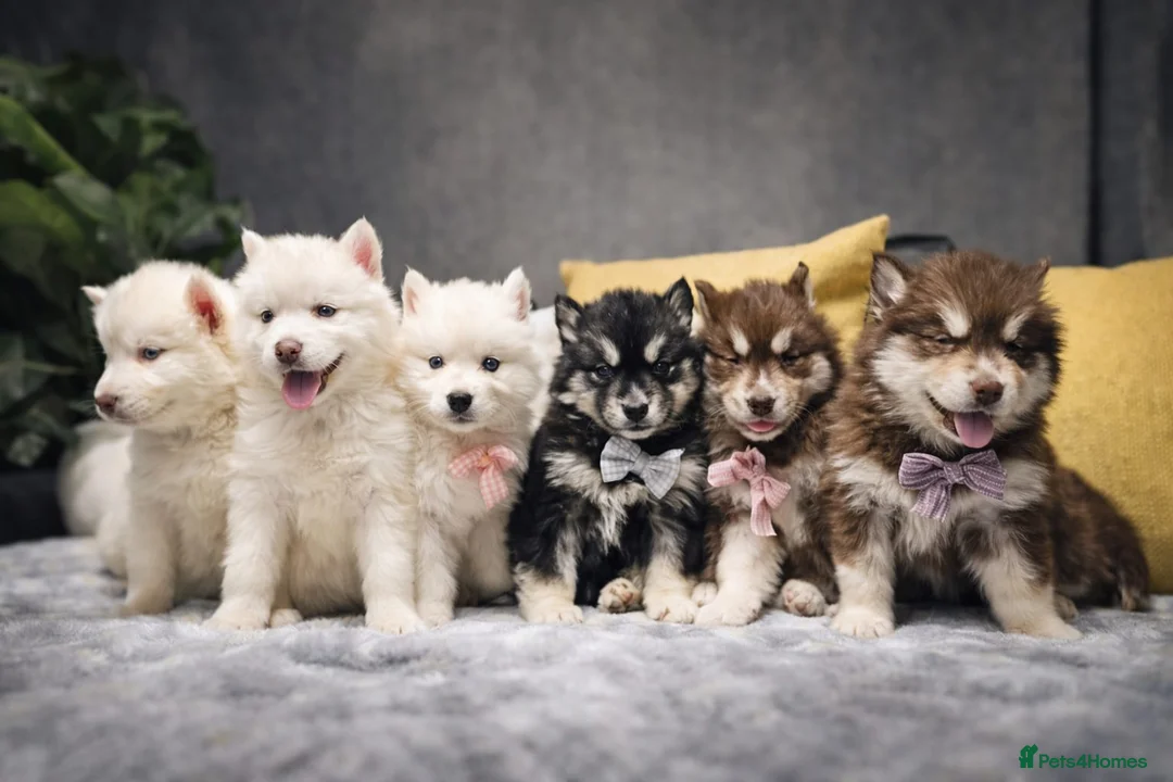 Siberian Husky dogs for sale: Wooly Siberian huskies - fully vaccinated  - Advert 1