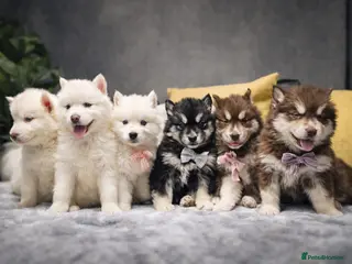 Siberian Husky dogs Wooly Siberian huskies - all Blue Eyes - Advert 3