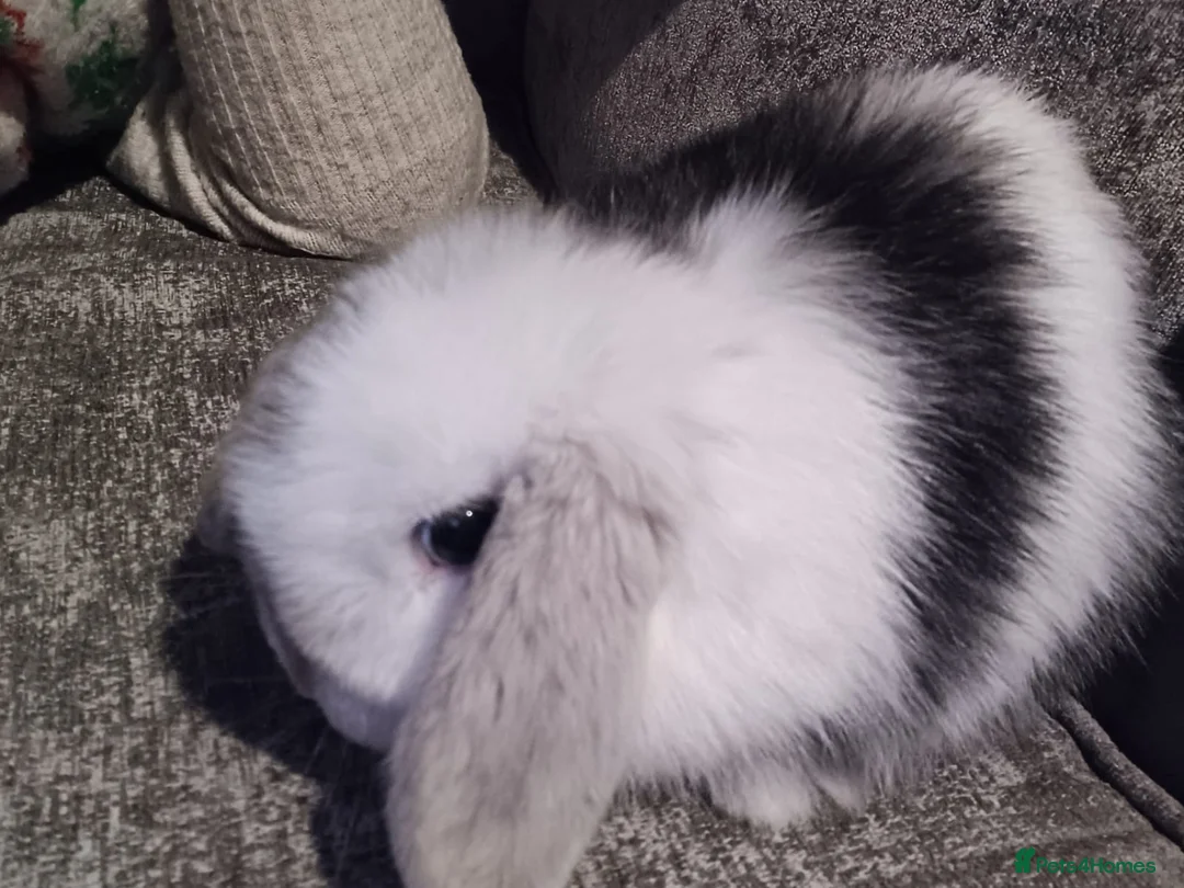Mini Lop rabbits for sale: 6 Month Old Mini Lop Rabbit - Advert 2